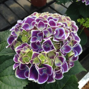 Tivoli Lila